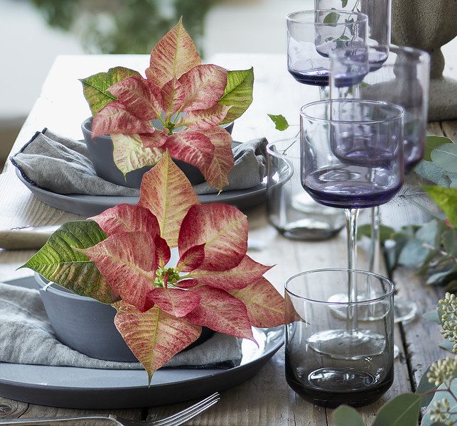 Galateo & Arte della Tavola